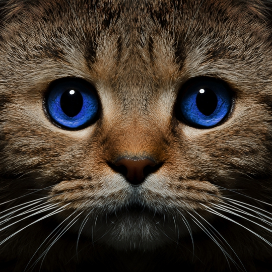 Кошка))