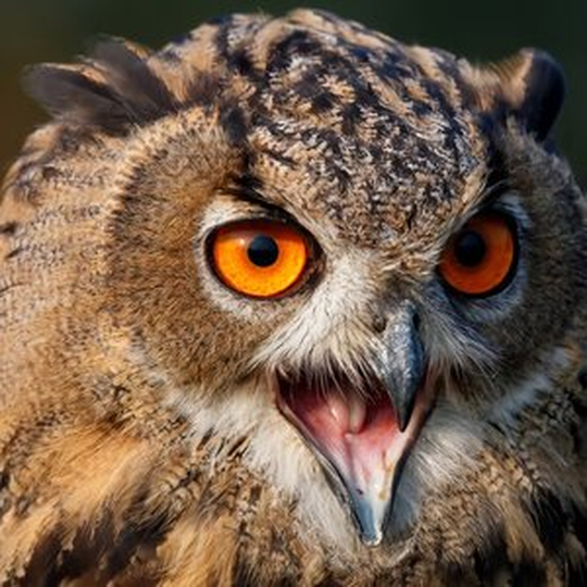 Елена Лавринович