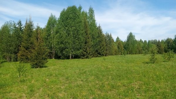 Леший