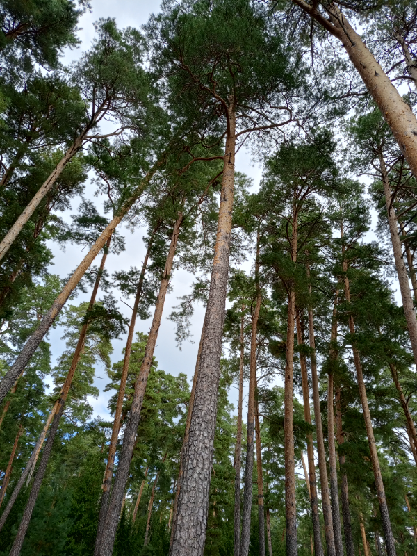Ольга