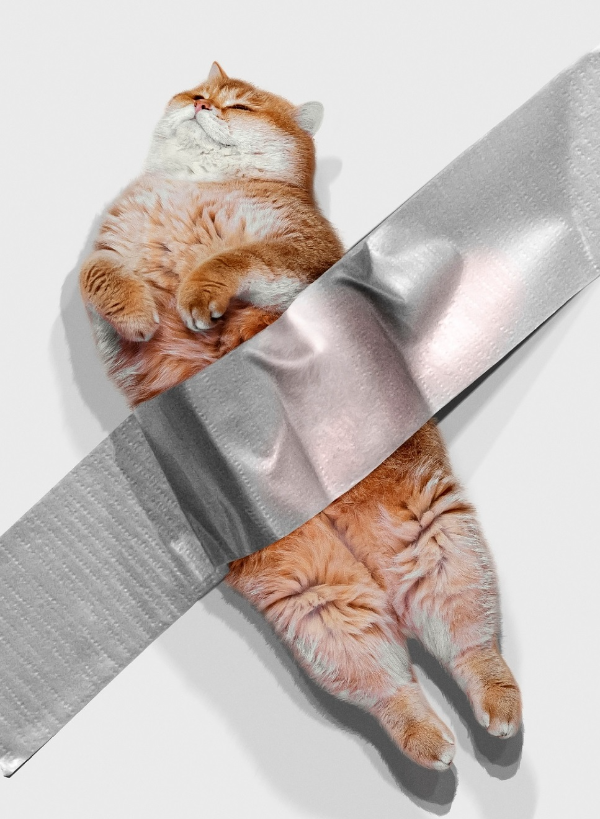 Кот