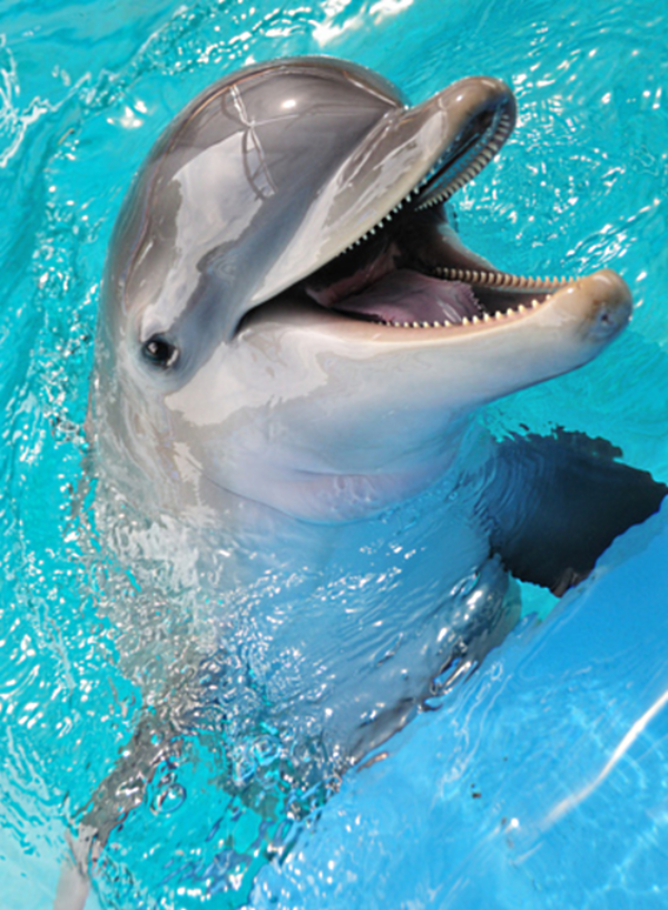 🐬𝕯𝖔𝖑𝖕𝖍𝖎𝖓🐬