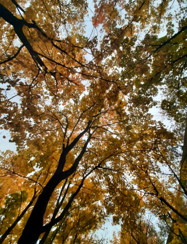 💫ⴼ џ Ҟ ѧ यह और भी बेहतर है