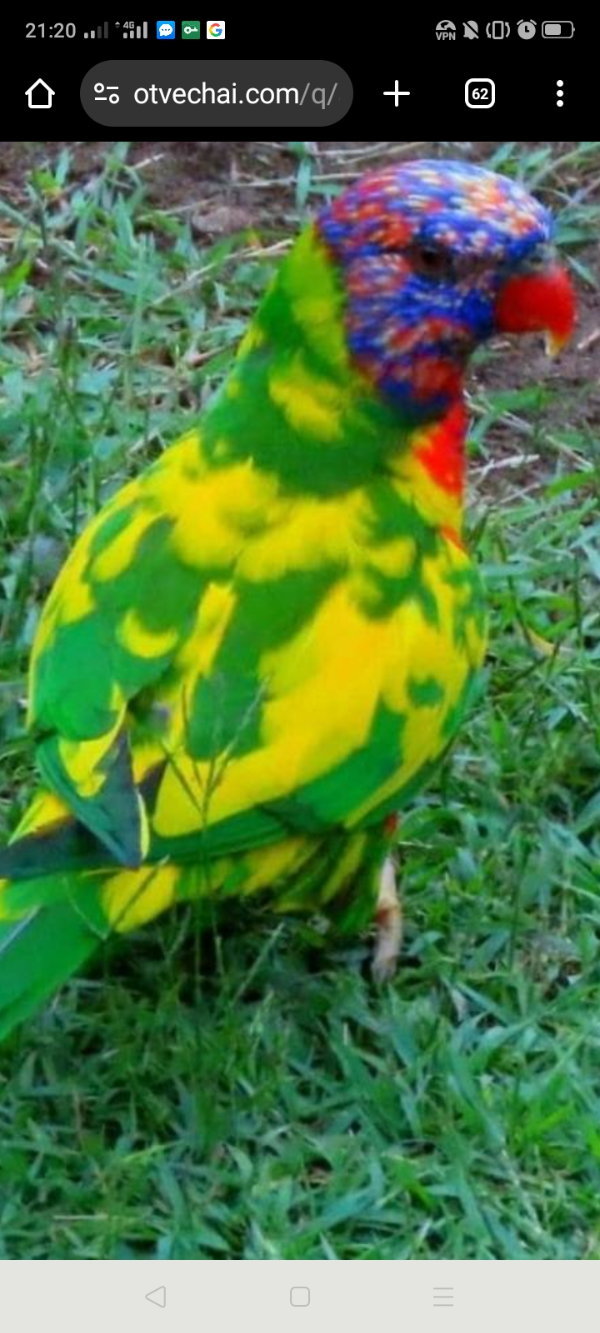 опять санька