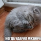 Капитошка с Капитенком (Капиталина Барсиковна))))