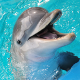 🐬𝕯𝖔𝖑𝖕𝖍𝖎𝖓🐬