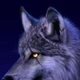 Wolf Werwolf